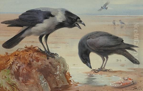 Hooded Crow And Carrion Crow Oil Painting by Archibald Thorburn