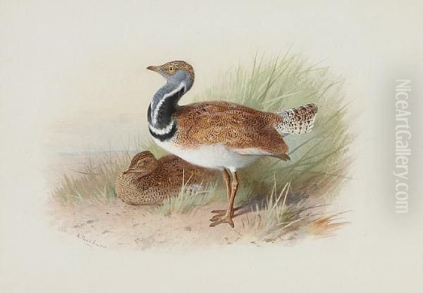 A Pair Of Little Bustards Oil Painting by Archibald Thorburn