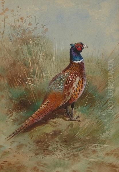 Cock Pheasant Oil Painting by Archibald Thorburn