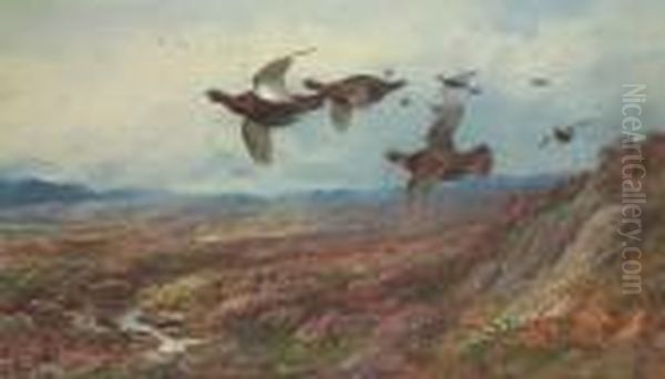 Grouse In Flight Oil Painting by Archibald Thorburn