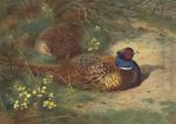 A Cock And Hen Pheasant In The Gorse Oil Painting by Archibald Thorburn