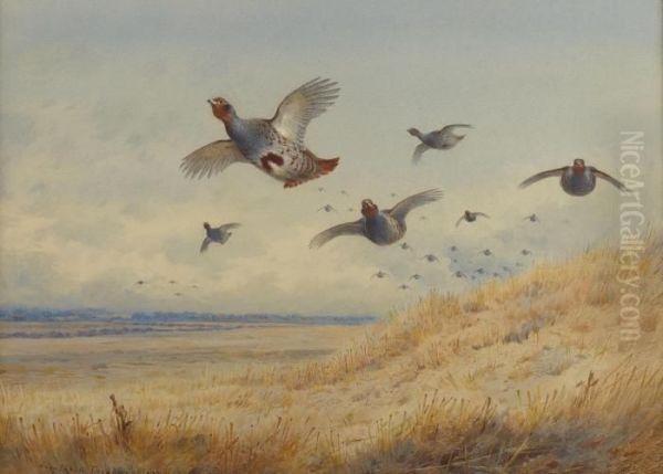 Partridge In Flight Oil Painting by Archibald Thorburn