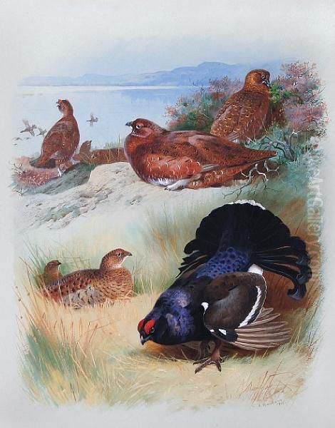 Red Grouse (male, Female) Black Grouse Oil Painting by Archibald Thorburn