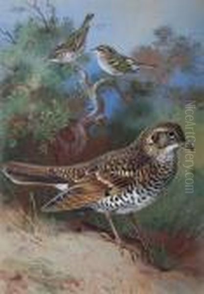 'yellow Browed Warbler, Pallas Willow Warbler,white's Thrush' Oil Painting by Archibald Thorburn