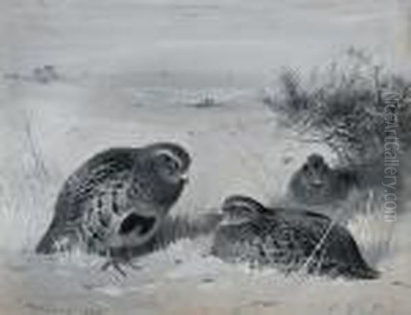 Partridge In The Snow Oil Painting by Archibald Thorburn