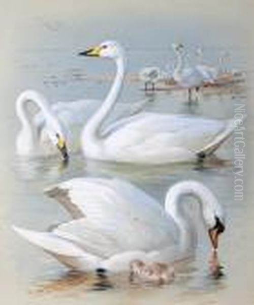 'bewick's Swan, Whooper Swan And Muteswan' Oil Painting by Archibald Thorburn