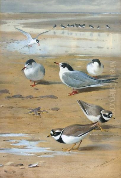 Ringed Plovers And Terns Oil Painting by Archibald Thorburn