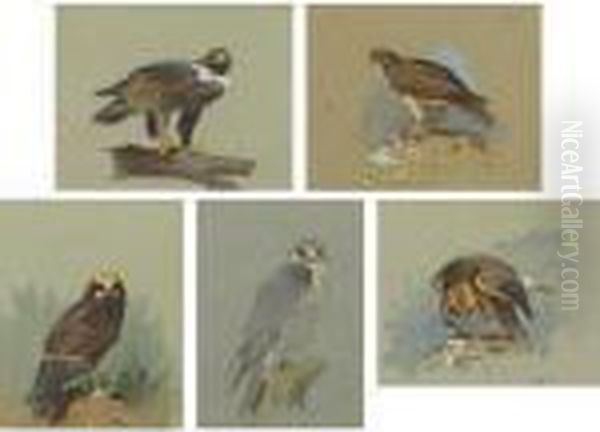 Eagles And Hawks Oil Painting by Archibald Thorburn