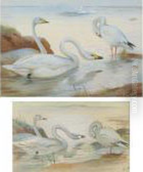 Bewick's Swan And Snow-goose Oil Painting by Archibald Thorburn