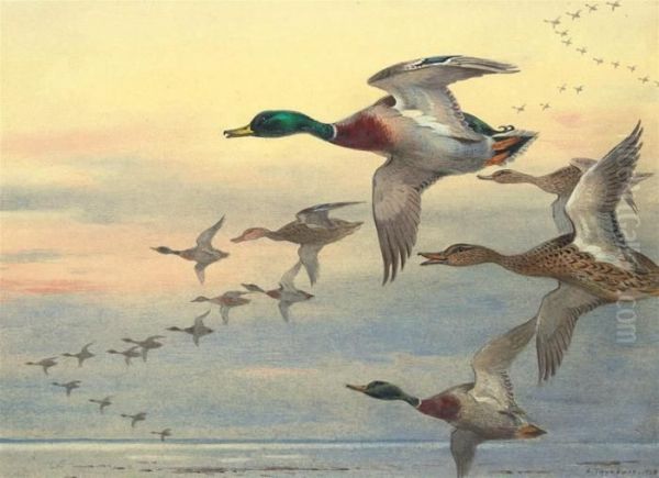 Mallard In Flight Over The Coast At Dusk Oil Painting by Archibald Thorburn