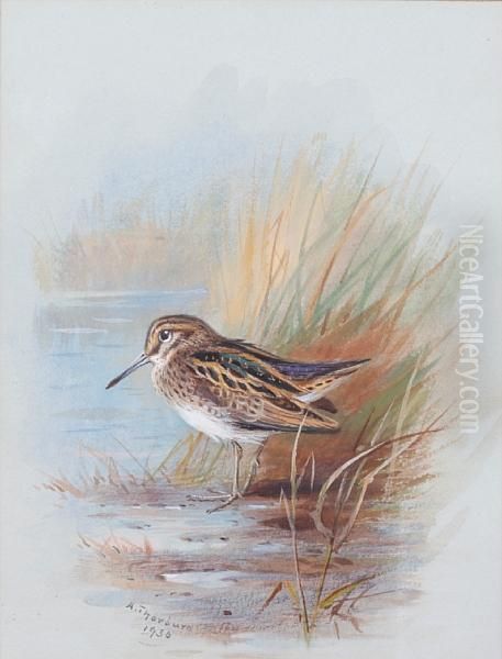 A Snipe Amongst Reeds by Archibald Thorburn