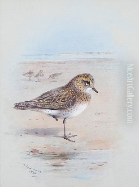 A Golden Plover On The Shore Oil Painting by Archibald Thorburn