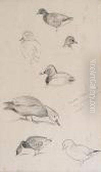 Studies Of Ducks Oil Painting by Archibald Thorburn