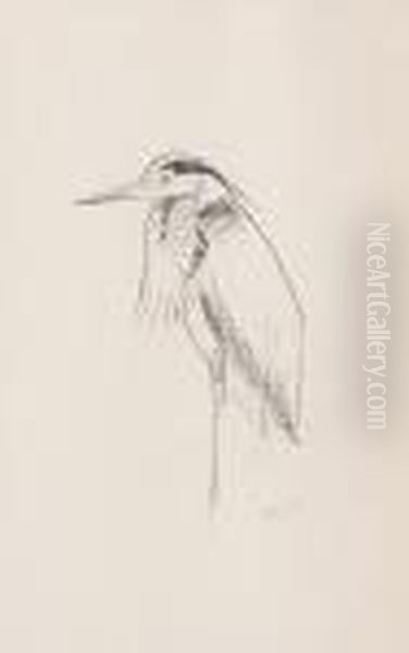 Studies Of Heron Oil Painting by Archibald Thorburn