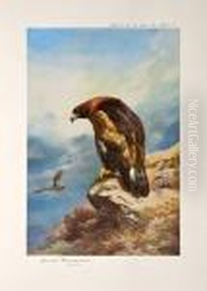 Birds Of Prey Oil Painting by Archibald Thorburn