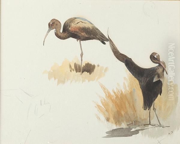 Studies Of A Wader Oil Painting by Archibald Thorburn