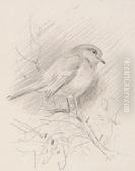 Studies Of Finches, A Set Of Three Pencil Sketches Framed As One Oil Painting by Archibald Thorburn