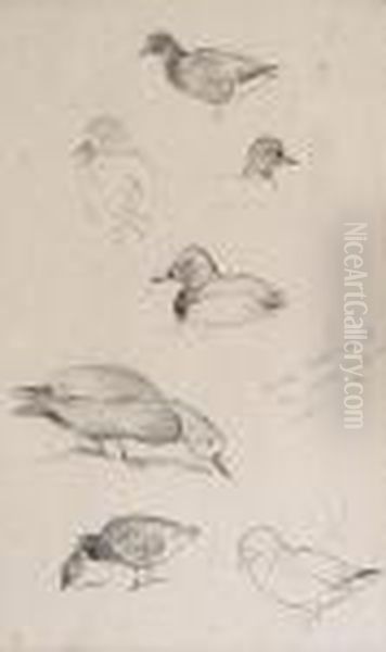 Studies Of Ducks, A Set Of Three Pencil Sketches Framed As One Oil Painting by Archibald Thorburn