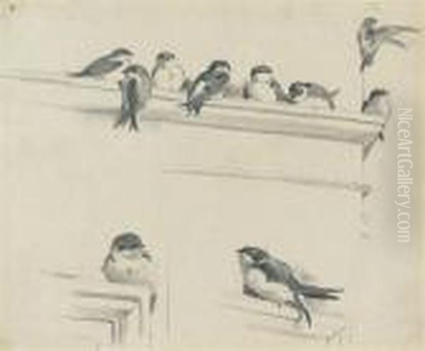 Studies Of House Martins Oil Painting by Archibald Thorburn