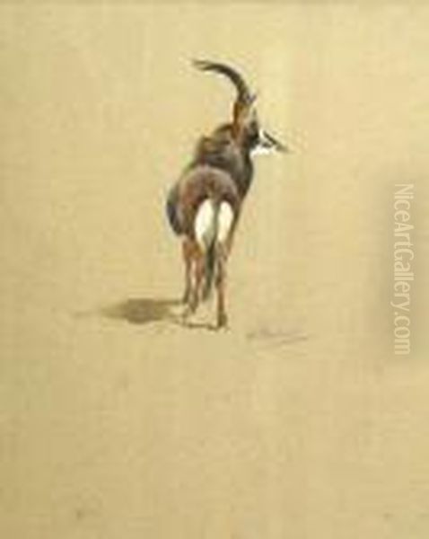 A Study Of A Kudu Oil Painting by Archibald Thorburn