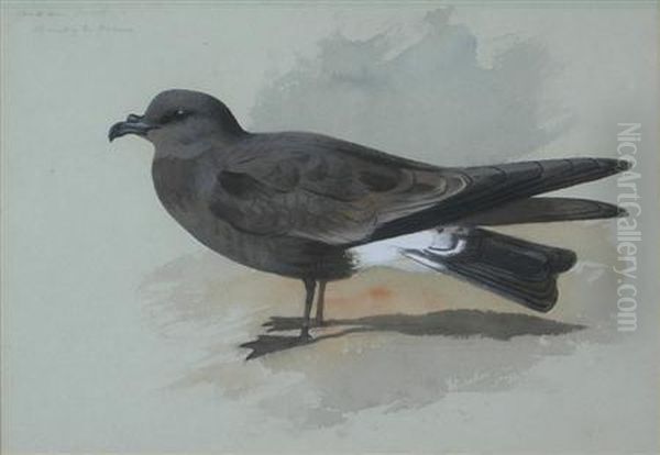 Madeiran Fork-tailed Petrel Oil Painting by Archibald Thorburn