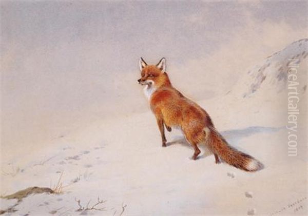 Fox In The Snow Oil Painting by Archibald Thorburn