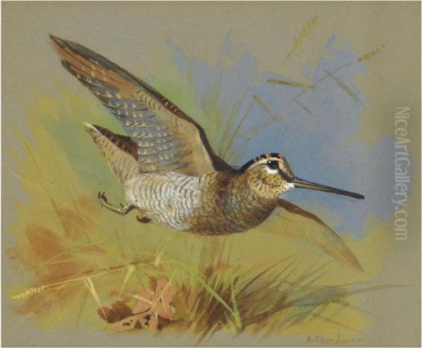 A Woodcock In Flight Oil Painting by Archibald Thorburn