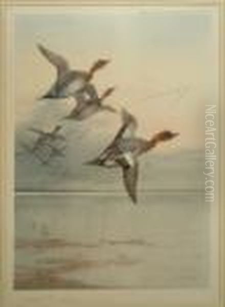 Teal In Flight Oil Painting by Archibald Thorburn