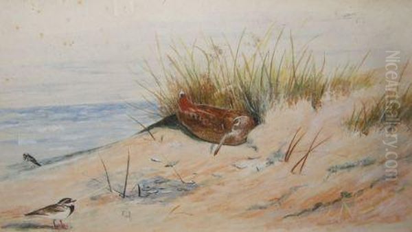 Woodcock And Turnstone In Sand Dunes With Coast Beyond Oil Painting by Archibald Thorburn