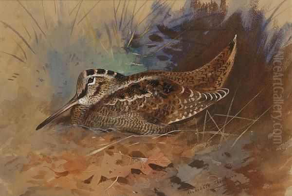 A Woodcock Oil Painting by Archibald Thorburn