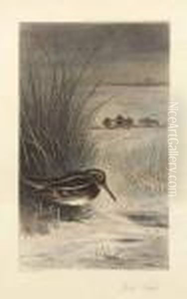 Jack Snipe Oil Painting by Archibald Thorburn