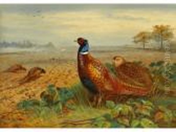 Pheasantsin A Field Oil Painting by Archibald Thorburn