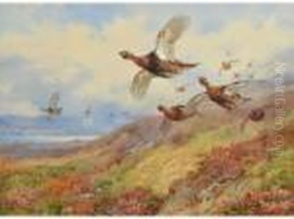 Redgrouse In Flight Oil Painting by Archibald Thorburn