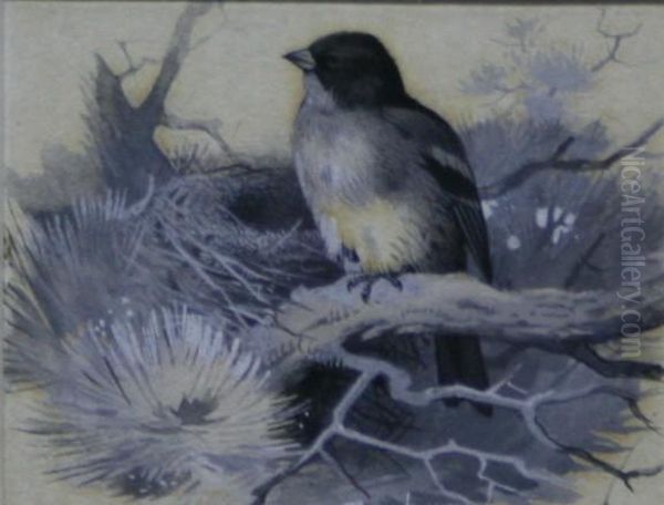 Brambling, Sitting On Branch Of Pine Tree Oil Painting by Archibald Thorburn