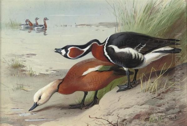 A Ruddy Shelduck And A Red-breasted Goose At The Water's Edge Oil Painting by Archibald Thorburn