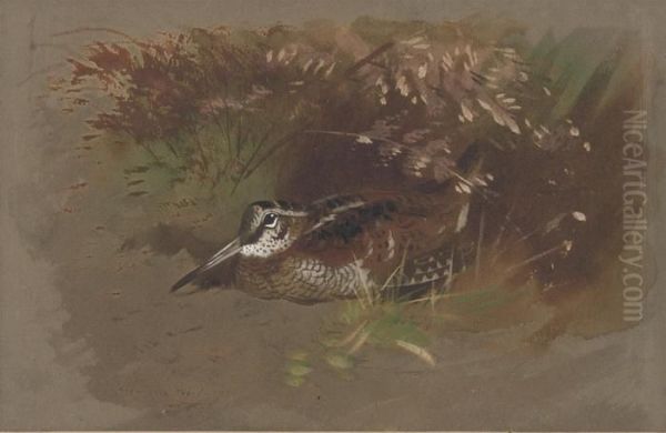 Study Of A Woodcock Amongst Foliage Oil Painting by Archibald Thorburn