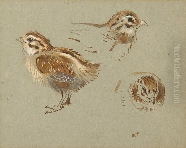 Study Of Partridge Chick Oil Painting by Archibald Thorburn