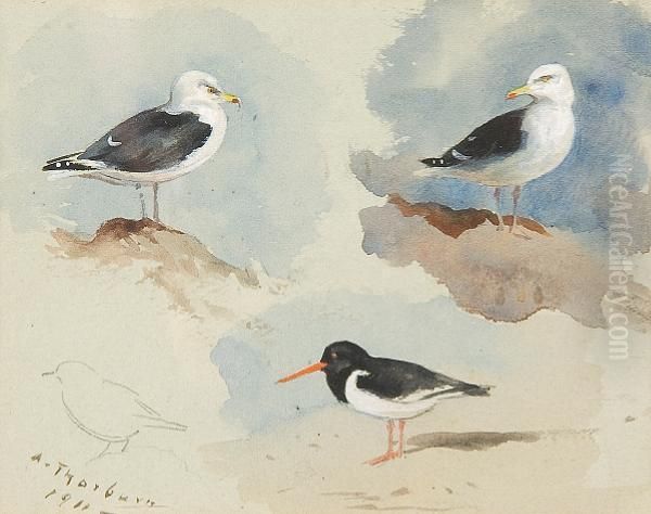 Study Of Herring Gulls And Oystercatcher Oil Painting by Archibald Thorburn