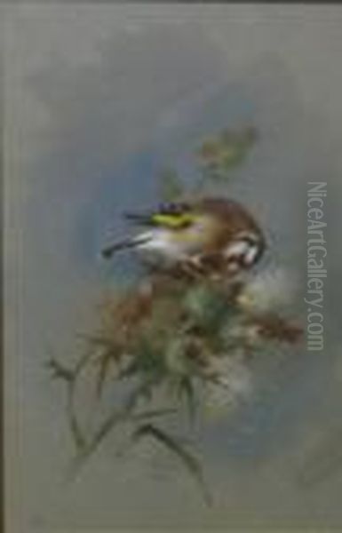 Study Of A Goldfinch Upon A Thistle Oil Painting by Archibald Thorburn