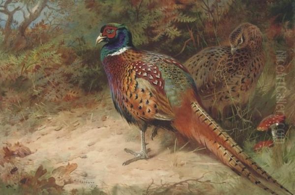 Cock And Hen Pheasant In The Undergrowth Oil Painting by Archibald Thorburn