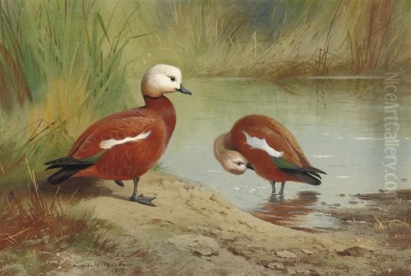 A Pair Of Ruddy Shelduck On A Riverbank Oil Painting by Archibald Thorburn