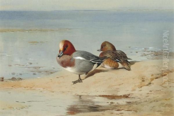 A Pair Of Widgeon On The Shore Oil Painting by Archibald Thorburn