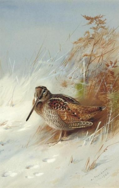 A Woodcock In Winter Oil Painting by Archibald Thorburn