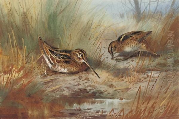 Snipe Amid The Reeds Oil Painting by Archibald Thorburn