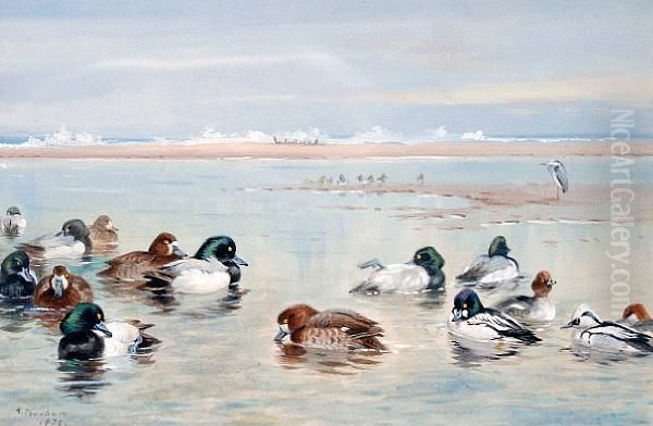 Wild Fowl With Golden Eye Oil Painting by Archibald Thorburn