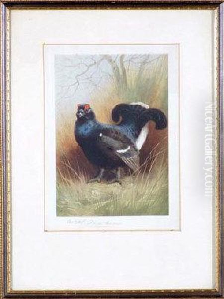 Study Of A Blackcock - Colour Photo Engraving Oil Painting by Archibald Thorburn