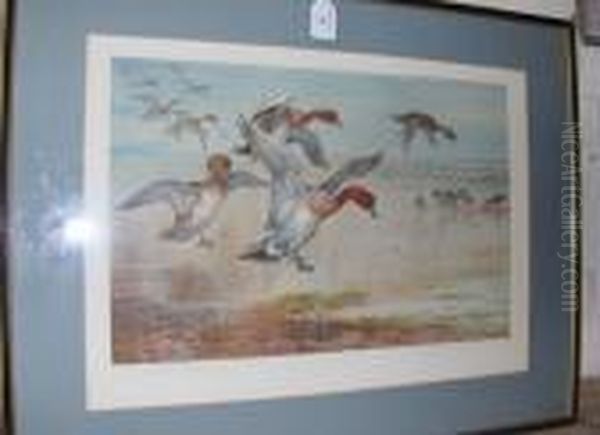 Widgeon Alighting, With Teal Beyond Oil Painting by Archibald Thorburn