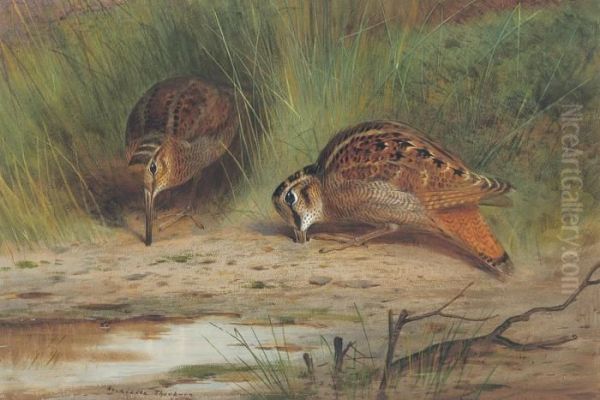 Pair Of Woodcocks Feeding Oil Painting by Archibald Thorburn