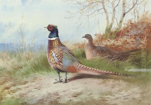 A Cock And Hen Pheasant Emerging From Bracken Oil Painting by Archibald Thorburn