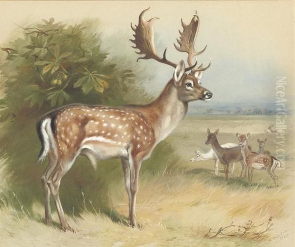 Fallow Deer Oil Painting by Archibald Thorburn